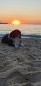 Специализирана техника: от Варна, област Варна Втора ръка и нови с ТОП цени онлайн от цяла България — Bazar.bg