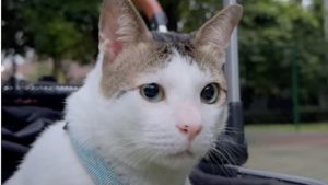 Nexperia China обявява пробив в местното производство на чипове