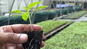 Седмица по-рано стопаните получиха 47  млн. лева по четири биологични и агроекологични интервенции за Кампания 2024