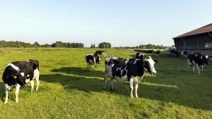 Развъдните асоциации ще получат 10 млн. лева през 2025 г.